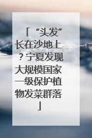 “头发”长在沙地上？宁夏发现大规模国家一级保护植物发菜群落