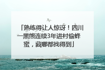 熟练得让人惊讶！四川一黑熊连续3年进村偷蜂蜜，藏哪都找得到