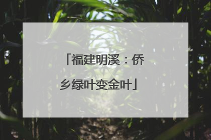 福建明溪：侨乡绿叶变金叶