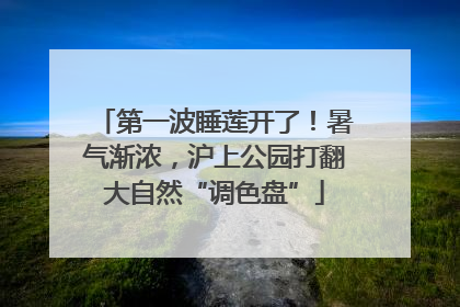 第一波睡莲开了！暑气渐浓，沪上公园打翻大自然“调色盘”