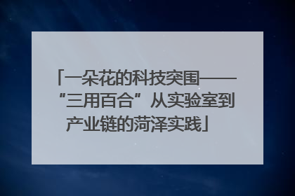 一朵花的科技突围——“三用百合”从实验室到产业链的菏泽实践