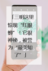 三明这里惊现“红眼蝉”！它很神秘，被誉为“最美知了”
