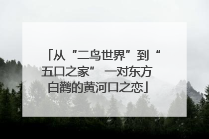 从“二鸟世界”到“五口之家” 一对东方白鹳的黄河口之恋