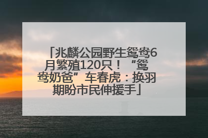 兆麟公园野生鸳鸯6月繁殖120只！“鸳鸯奶爸”车春虎：换羽期盼市民伸援手