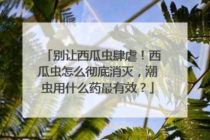 别让西瓜虫肆虐！西瓜虫怎么彻底消灭，潮虫用什么药最有效？