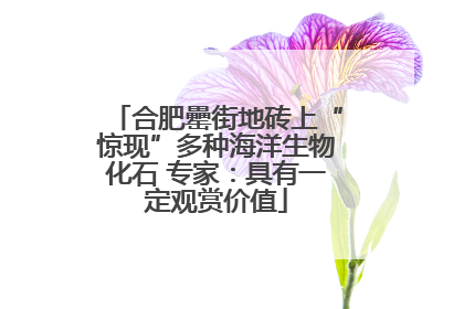 合肥罍街地砖上“惊现”多种海洋生物化石 专家：具有一定观赏价值