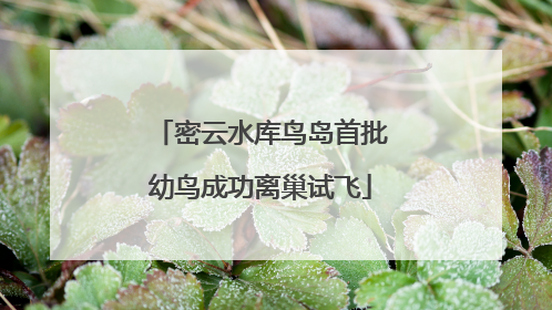 密云水库鸟岛首批幼鸟成功离巢试飞