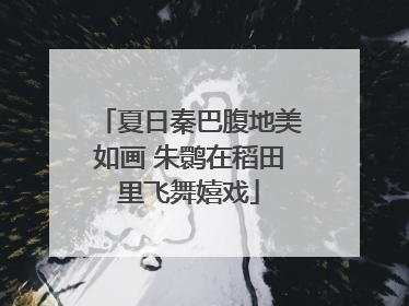 夏日秦巴腹地美如画 朱鹮在稻田里飞舞嬉戏