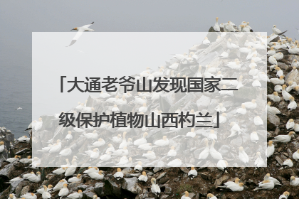 大通老爷山发现国家二级保护植物山西杓兰