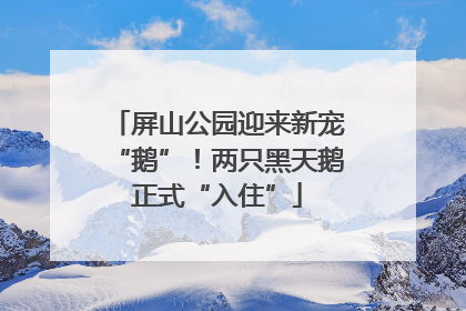屏山公园迎来新宠“鹅”！两只黑天鹅正式“入住”