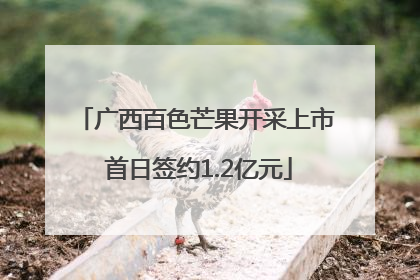 广西百色芒果开采上市 首日签约1.2亿元