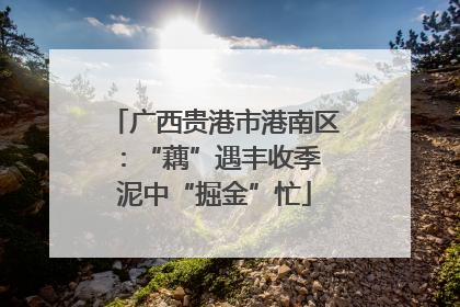 广西贵港市港南区：“藕”遇丰收季 泥中“掘金”忙