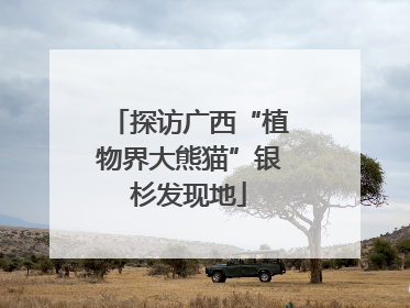 探访广西“植物界大熊猫”银杉发现地