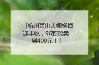 杭州萧山大棚杨梅迎丰收，96颗能卖到400元！