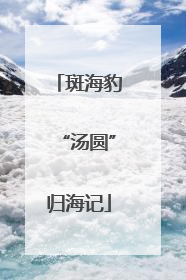 斑海豹“汤圆”归海记