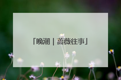 晚潮｜蔷薇往事