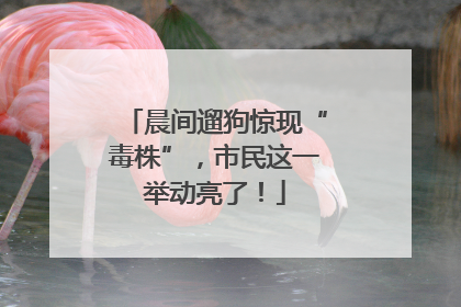 晨间遛狗惊现“毒株”，市民这一举动亮了！