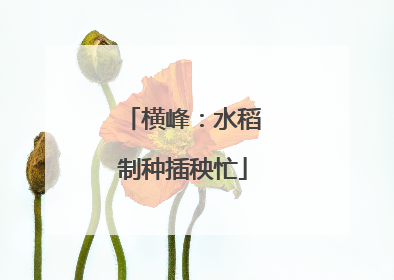 横峰：水稻制种插秧忙