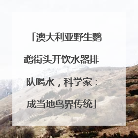 澳大利亚野生鹦鹉街头开饮水器排队喝水，科学家：成当地鸟界传统