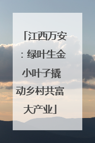 江西万安：绿叶生金 小叶子撬动乡村共富大产业