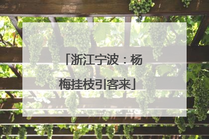 浙江宁波：杨梅挂枝引客来