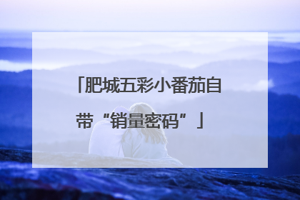 肥城五彩小番茄自带“销量密码”