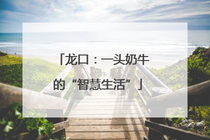 龙口：一头奶牛的“智慧生活”