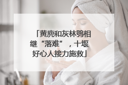 黄麂和灰林鸮相继“落难”，十堰好心人接力施救