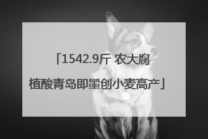 1542.9斤 农大腐植酸青岛即墨创小麦高产